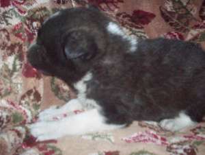 Vand catelusa Border Collie