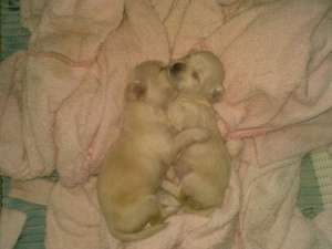 vand bichon
