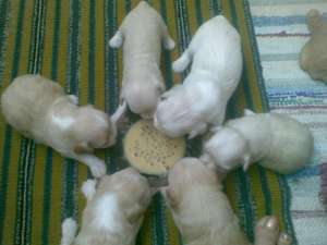 vand bichon