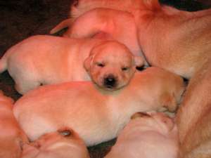 vand pui labrador cu pedigree