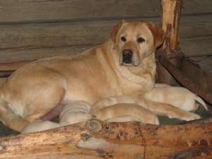 vand pui labrador cu pedigree