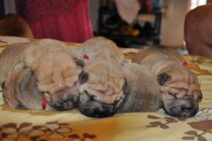 Vand pui de shar-pei