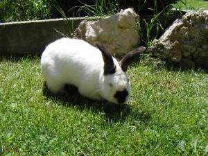 Vand Iepuri Californian -Rasa Pura-