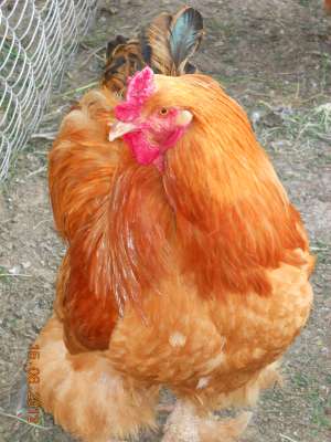 vand cocosi brahman