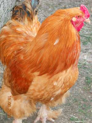 vand cocosi brahman
