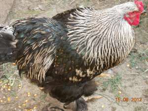 vand cocosi brahman