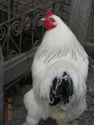vand cocosi brahman