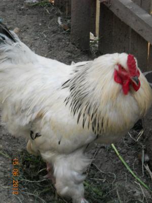 vand cocosi brahman