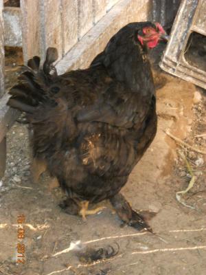 vand cocosi brahman