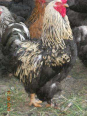 vand cocosi brahman