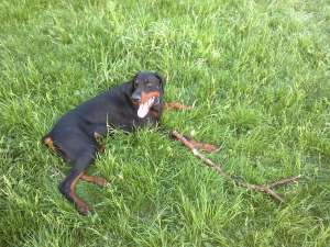Ofer spre monta mascul doberman