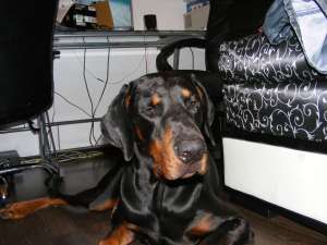Ofer spre monta mascul doberman