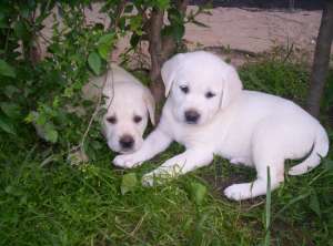 vand  cateluse labrador aurii