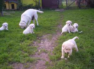 vand  cateluse labrador aurii