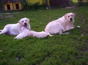 vand  cateluse labrador aurii