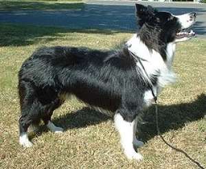 border collie de calitate