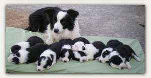 border collie de calitate