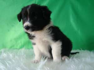 border collie de calitate