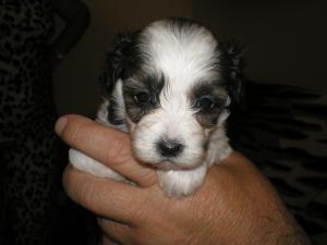 bichon havanesse