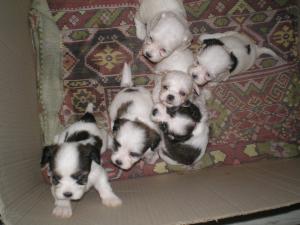 bichon havanesse