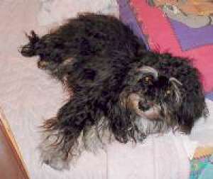 bichon havanez de calitate