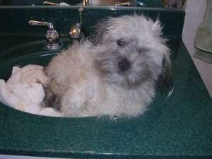 bichon havanez de calitate
