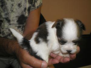 bichon havanesse