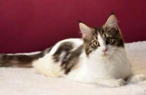 Maine Coon rasa pura