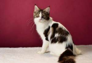 Maine Coon rasa pura