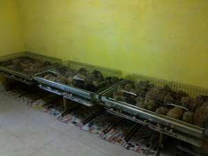 VAND OUA PREPETITE BACAU