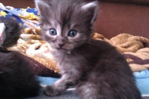 vand pui ragdoll