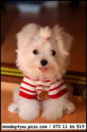Bichon Maltese SUPERBI !!