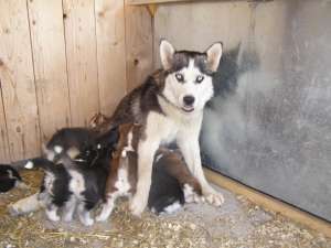 vand catei husky siberian