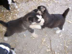vand catei husky siberian