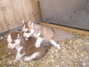 vand catei husky siberian