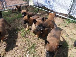 ciobanesc belgian-malinois