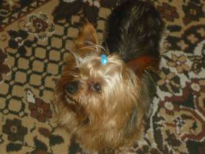 yorkshire  terrier de vanzare