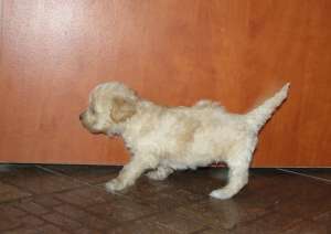 Vand caniche 4 saptamani albi si bej