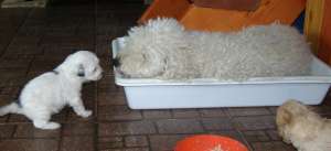 Vand caniche 4 saptamani albi si bej
