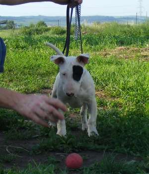 pui bull terrier de calitate