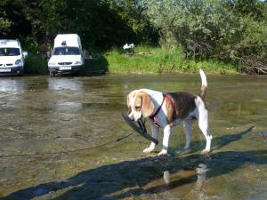 vand Caine Beagle