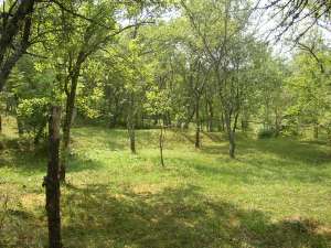 VAND TEREN IEFTIN LA MUNTE !!! 2.400 MP LA DOAR 6.000 EURO