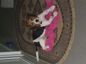 vand pui beagle