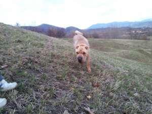 URGENT! Dau spre adoptie Shar Pei 1 an si 8 luni,  unui cunoscator al rasei. Cainele a fost crescut 