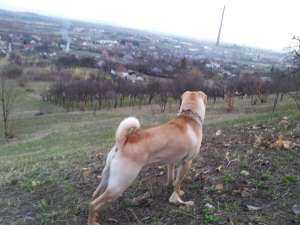 URGENT! Dau spre adoptie Shar Pei 1 an si 8 luni,  unui cunoscator al rasei. Cainele a fost crescut 