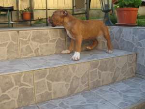 Vind Pui AMSTAFF Din Tata cu PEDIGREE