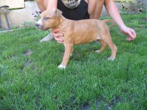 Vind Pui AMSTAFF Din Tata cu PEDIGREE