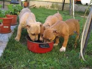 Vind Pui AMSTAFF Din Tata cu PEDIGREE