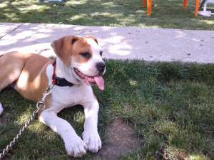 vand femele bulldog american