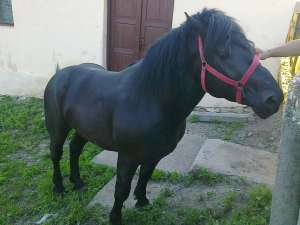 Vand Armasar Negru de 3 Ani